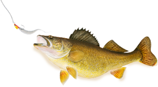 Walleye
