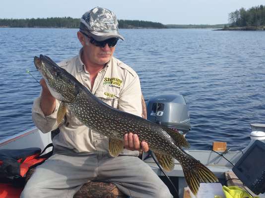 Northern Pike