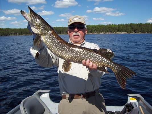Northern Pike