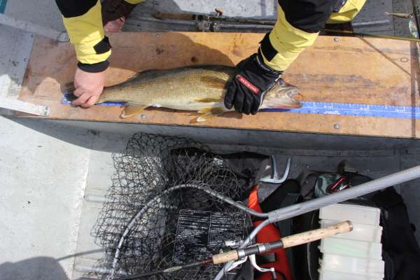 Walleye