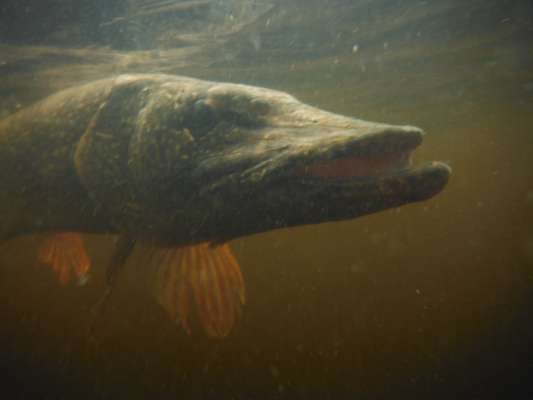 Northern Pike