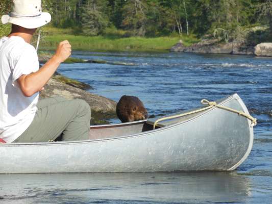 Beaver