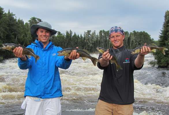 Walleye