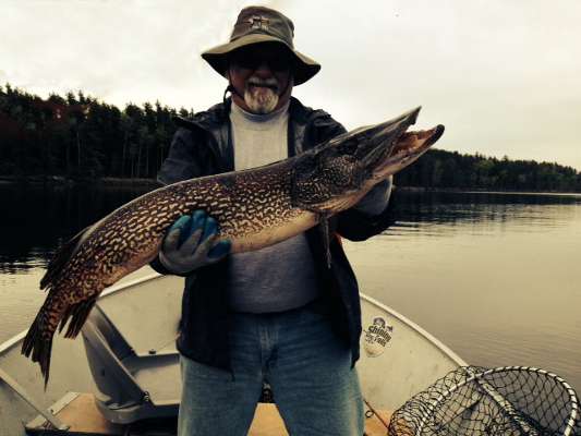 Northern Pike