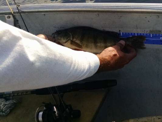 Perch