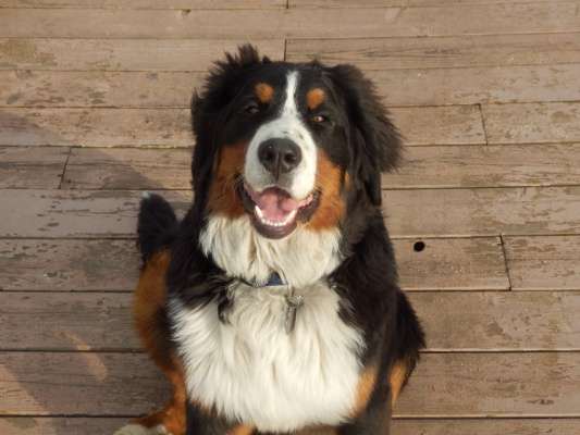 Dog