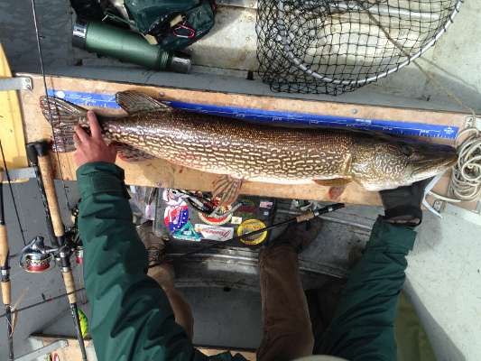 Northern Pike