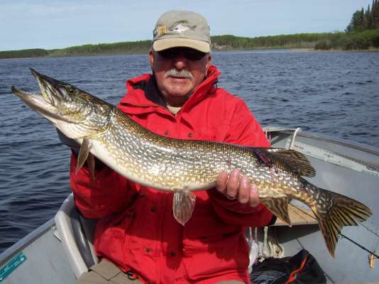 Northern Pike