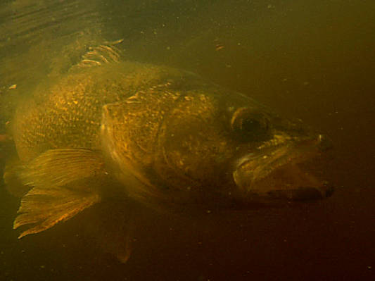 Walleye