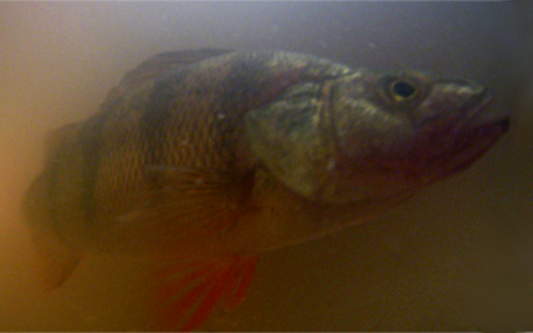 Perch