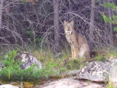 Lynx